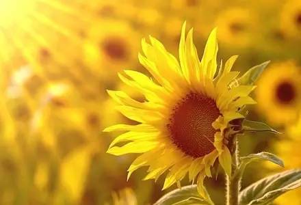 向日葵花语红玫瑰花语,蓝色妖姬的花语与红玫瑰花语