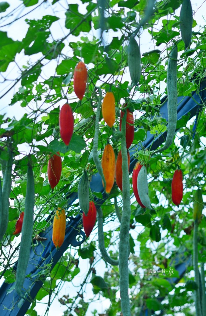 植物美图笔记~各种瓜（葫芦科植物）