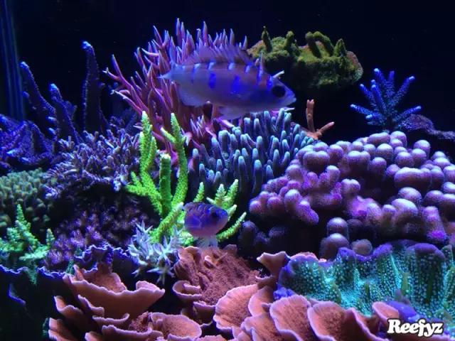 天啊，又是火灾又是炸缸，这可能是最倒霉的鱼友了！