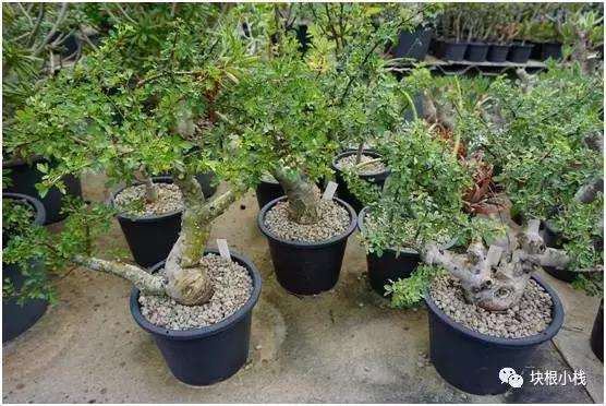 泰国多肉展会,仙人掌与多肉植物新品集粹