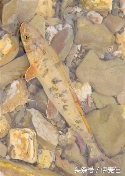 青海湟鱼科普介绍,湟鱼科普小知识