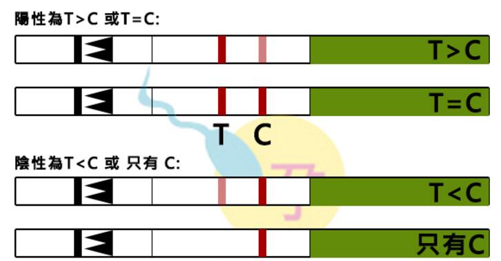 不孕是因为不排卵吗,怎么正确判断是不是排卵期