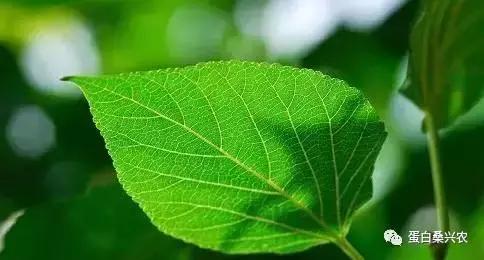 桑叶在饲料中应用研究进展,青贮桑叶饲料