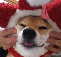 我居然开始羡慕一只狗了……