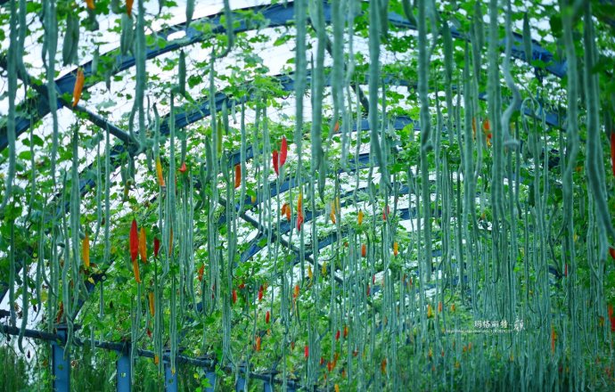 植物美图笔记~各种瓜（葫芦科植物）