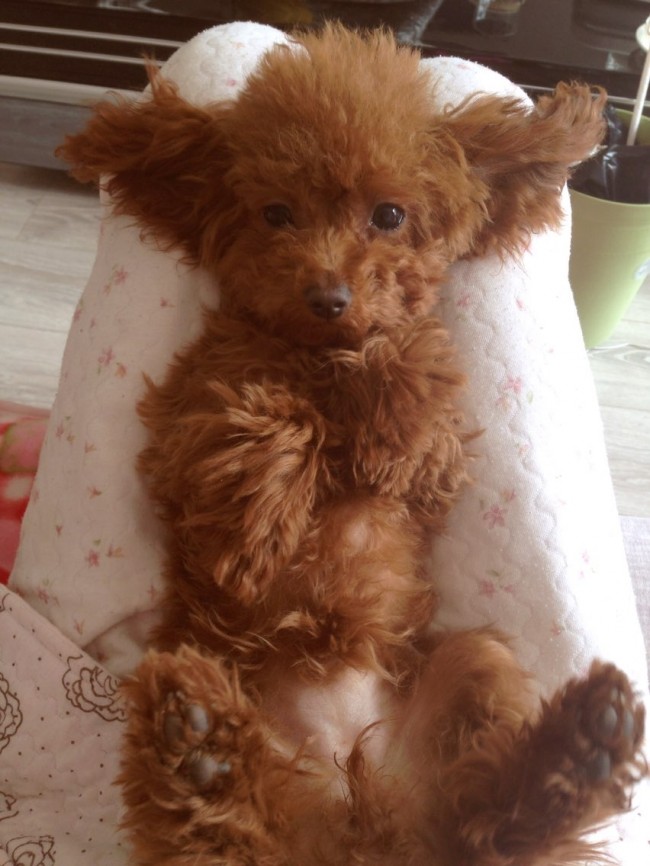 泰迪突然频繁呕吐白沫是怎么回事,泰迪经常吃草呕吐咋回事饭也不吃