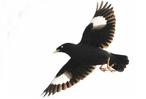 八哥飞到身上吉祥吗,八哥飞到野外能活吗