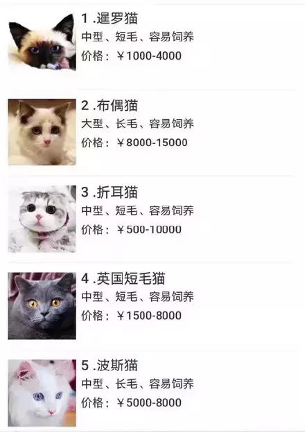 成都流浪猫割双眼皮后的图片,给流浪猫割双眼皮