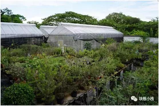 泰国多肉展会,仙人掌与多肉植物新品集粹