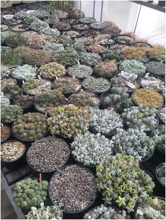 泰国多肉展会,仙人掌与多肉植物新品集粹