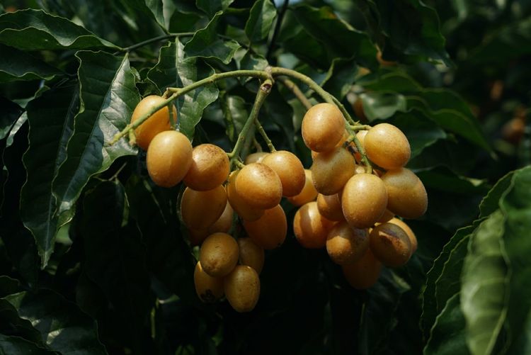 瀵诲懗閮佸崡鍘垮煄,瀵诲懗椤哄痉榛勭毊