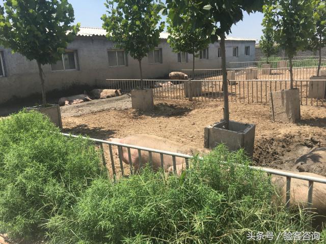 母猪厌食怎么办,董广林打猪视频