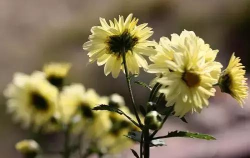 儿童眼睛红有眼屎煲什么汤,小孩眼睛红有眼屎推拿