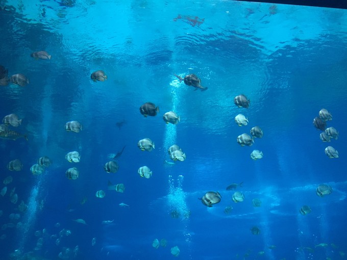 珠海长隆海洋王国游记作文,珠海长隆海洋王国一日游攻略