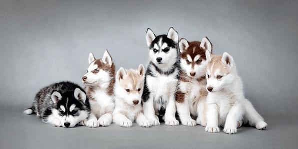 世界名犬排名前十名哪种最易训,十种名犬图及特色介绍