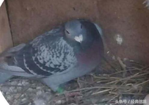 信鸽歪脖最有效的治疗药物正品,信鸽歪脖