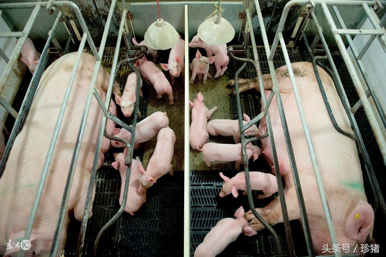 母猪流产前兆怎样保胎,母猪配上一个月流产是什么病