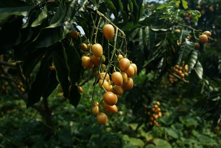 瀵诲懗閮佸崡鍘垮煄,瀵诲懗椤哄痉榛勭毊