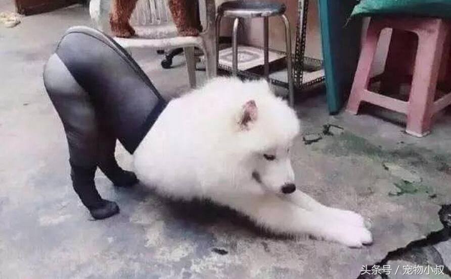 给二哈穿袜子后会有什么反应,给狗子穿袜子