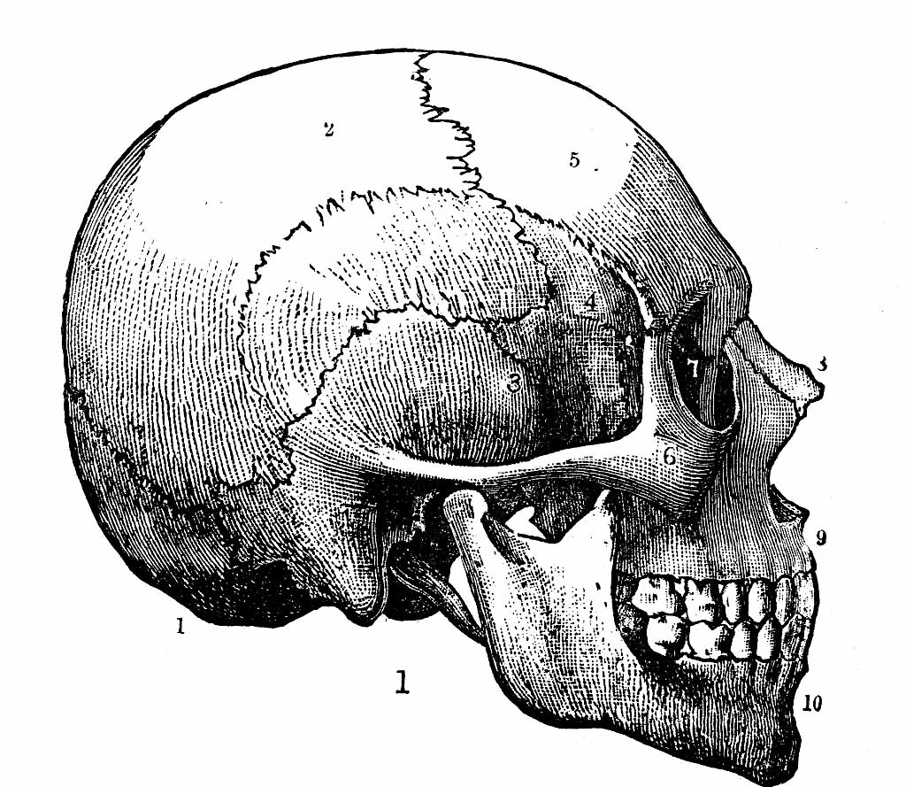 网红脸的标准图,什么是网红脸标准
