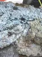 湖北松菌最多的地方,湖北松是什么意思