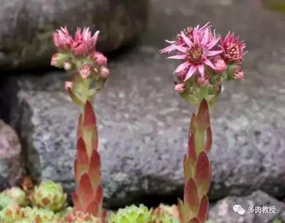 多肉开花会死的品种有哪些图片,多肉开花为什么会死