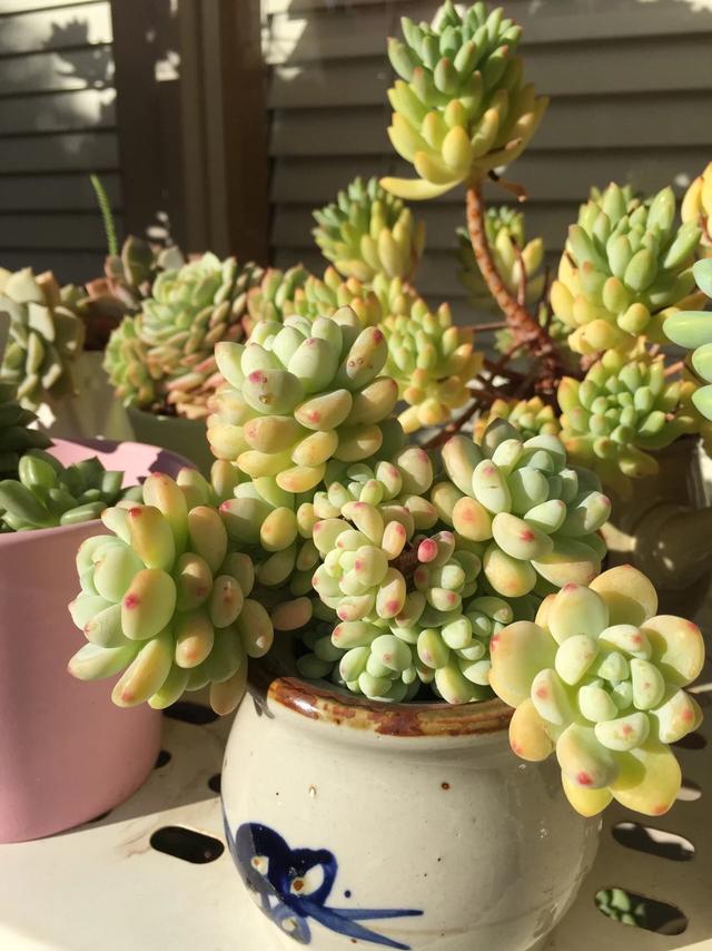 墨尔本多肉植物,多肉植物墨尔本