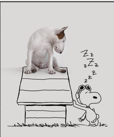 离婚后只剩爱犬陪伴，巴西男用插画证明牛头㹴的可爱