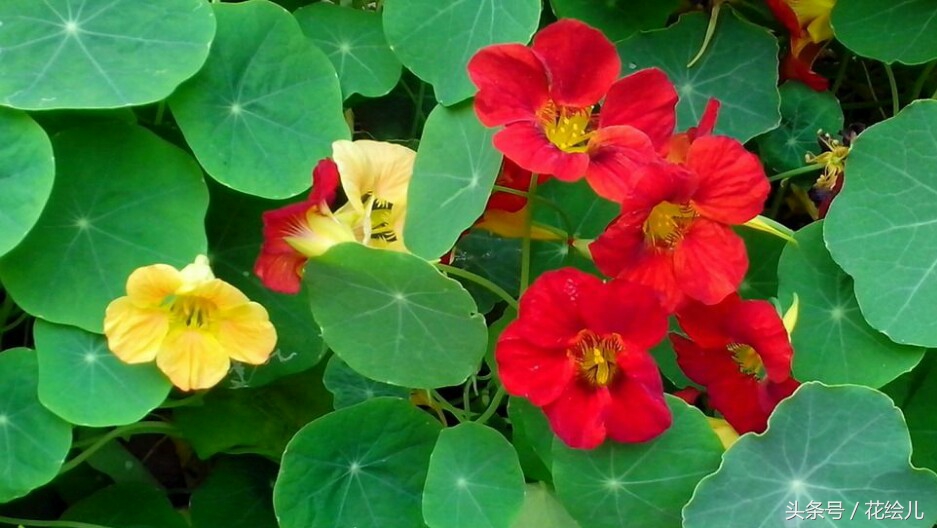 旱金莲花观赏图片,旱金莲花的功效与作用图解