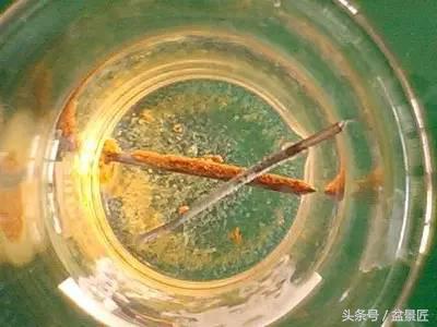 夏天招蚊子的绿植,绿植除虫小妙招