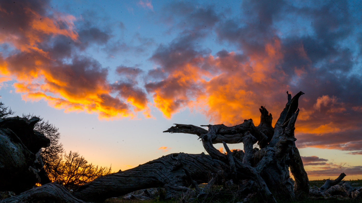 澳洲生蚝哪里最好,全球顶级生蚝多少钱一个