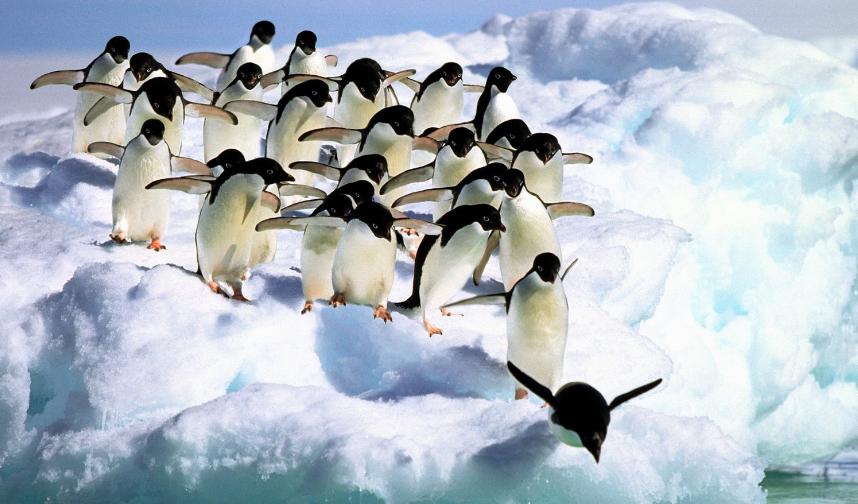 怎么提高企鹅号的权重,企鹅号指数如何快速增加