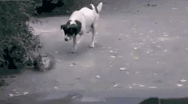 鱼缸养虾视频,鱼缸养大眼贼虾