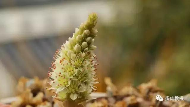 多肉开花会死的品种有哪些图片,多肉开花为什么会死