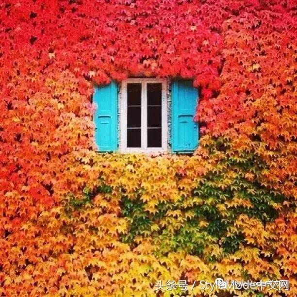 再普通的房子遇上爬山虎，都会变成别具一格的城堡！