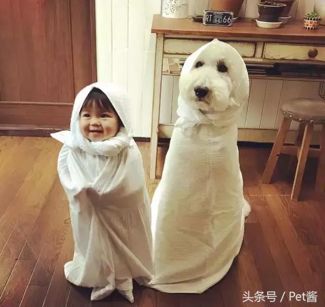 好可爱的巨型贵宾犬,超粘人的巨型贵宾犬