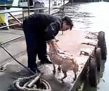 洗狗的方式,主人给狗狗洗澡太搞笑了