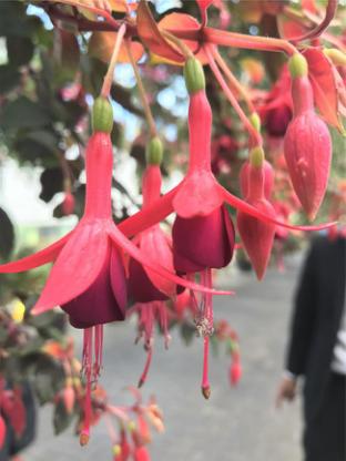 日本升龙道之旅攻略,日本升龙道旅游