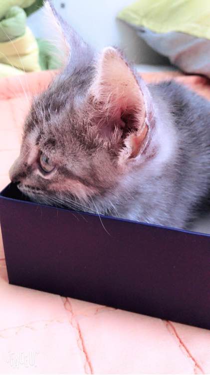 去朋友家，抱养了一只小猫，喂养两周后，我们的噩梦开始了！