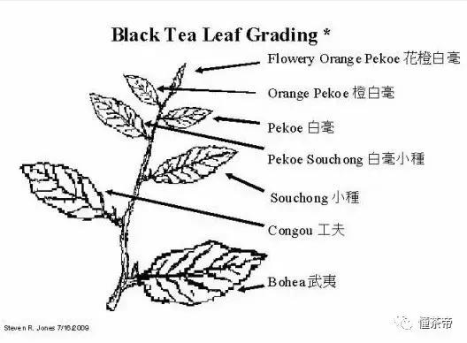 祁红哪一款适合做口粮,祁红特点大全