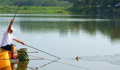 黑坑钓鲫鱼选钓位技巧大揭秘,黑坑为什么钓不到鱼放了什么药