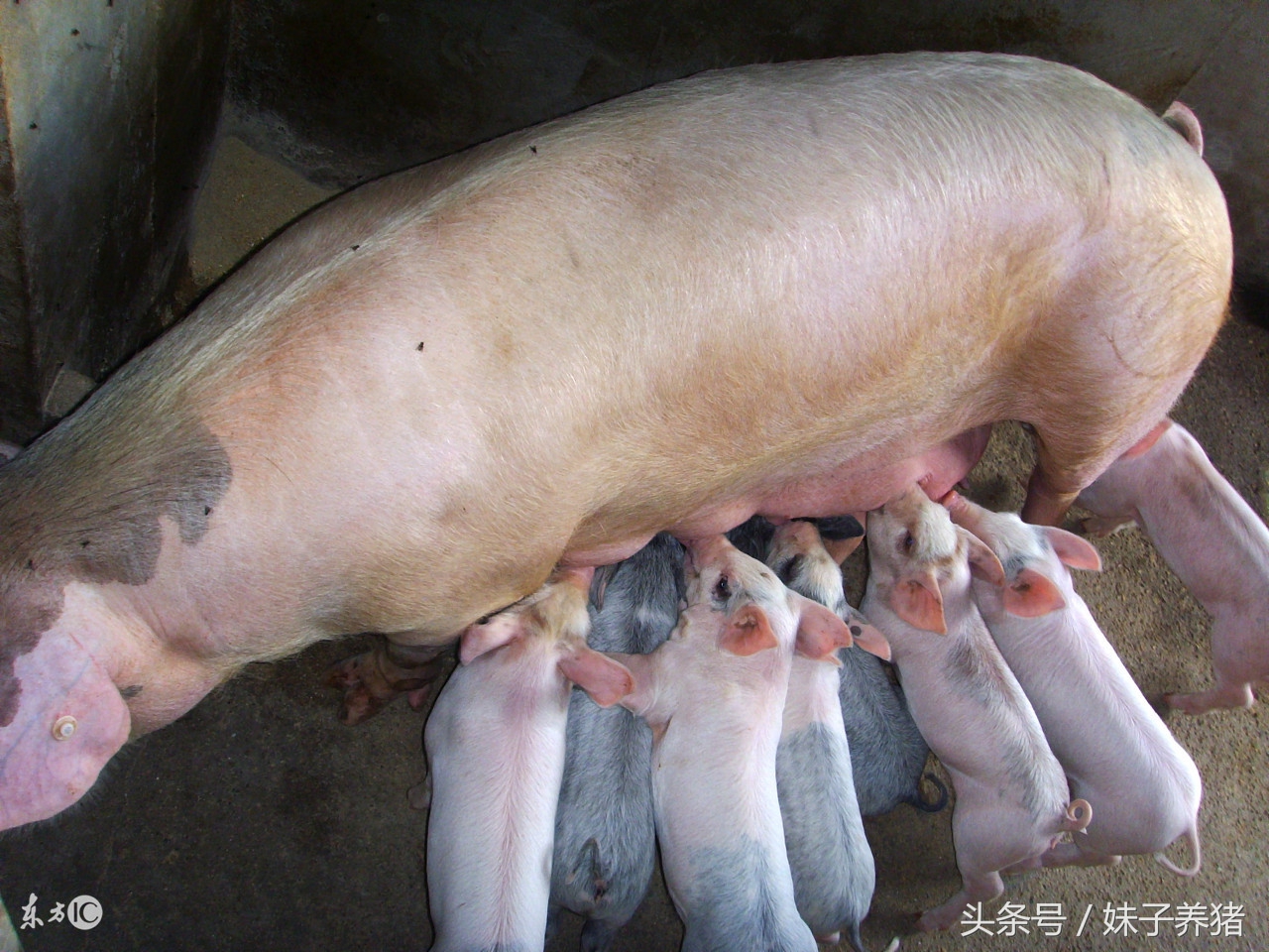 巧治胃肠疾病,巧治胃病