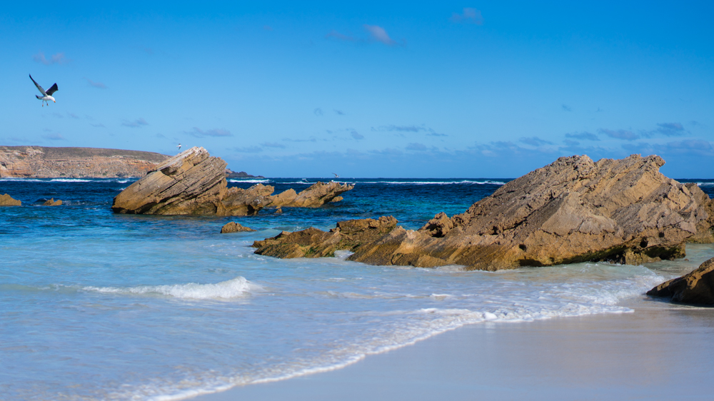 澳洲生蚝哪里最好,全球顶级生蚝多少钱一个