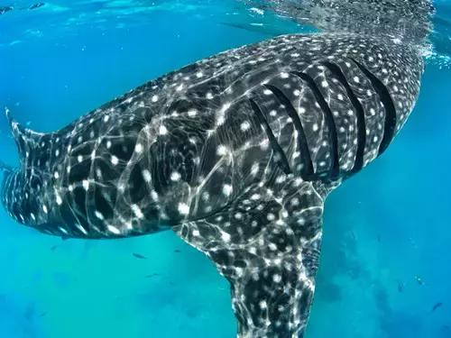 最值得去的4个海岛 (十大绝美海岛旅游攻略)