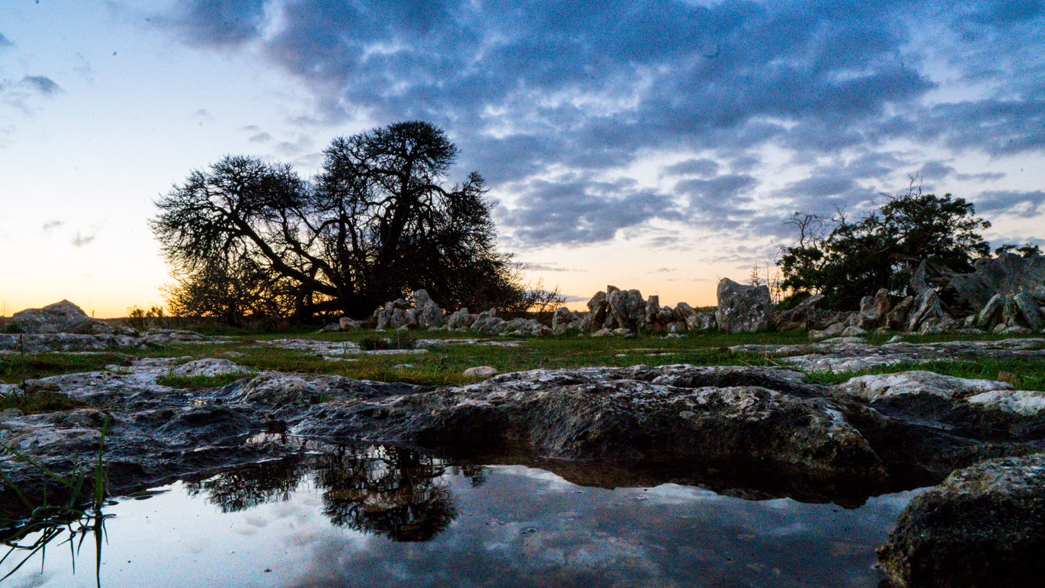 澳洲生蚝哪里最好,全球顶级生蚝多少钱一个