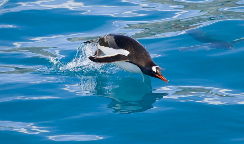 怎么提高企鹅号的权重,企鹅号指数如何快速增加