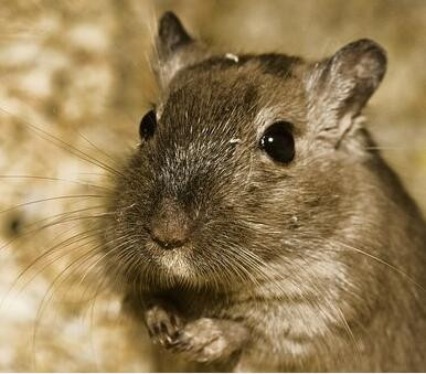 小仓鼠越狱记全集,小仓鼠越狱记