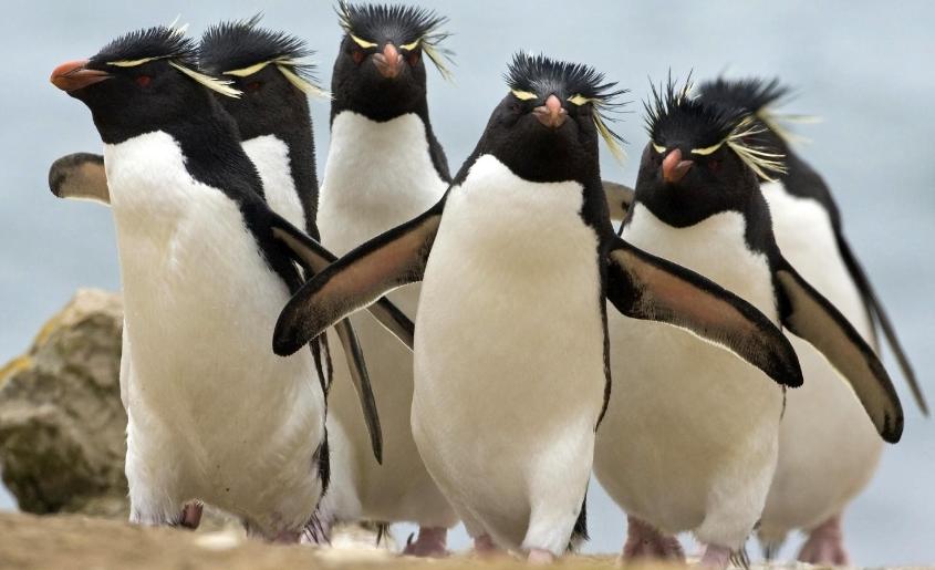 怎么提高企鹅号的权重,企鹅号指数如何快速增加