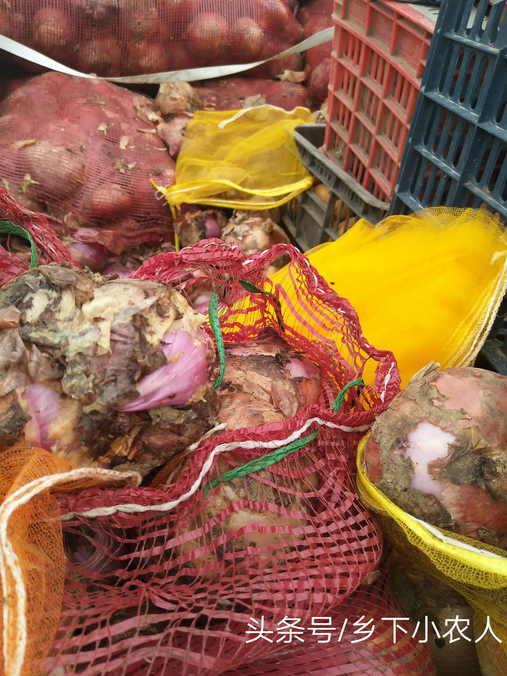 小伙摆摊卖葱一小时赚100元,农村小伙卖土豆