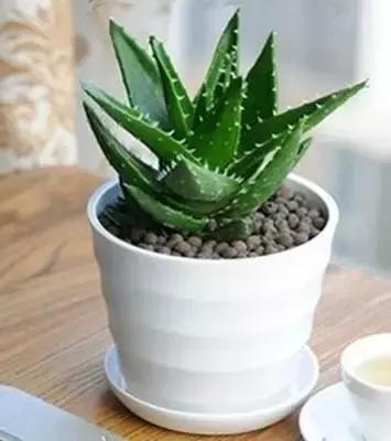 如何在家自制芦荟面膜,生活小妙招用芦荟胶做面膜